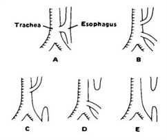 USMLE Pediatry 988 qcm
