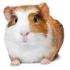 guineapig