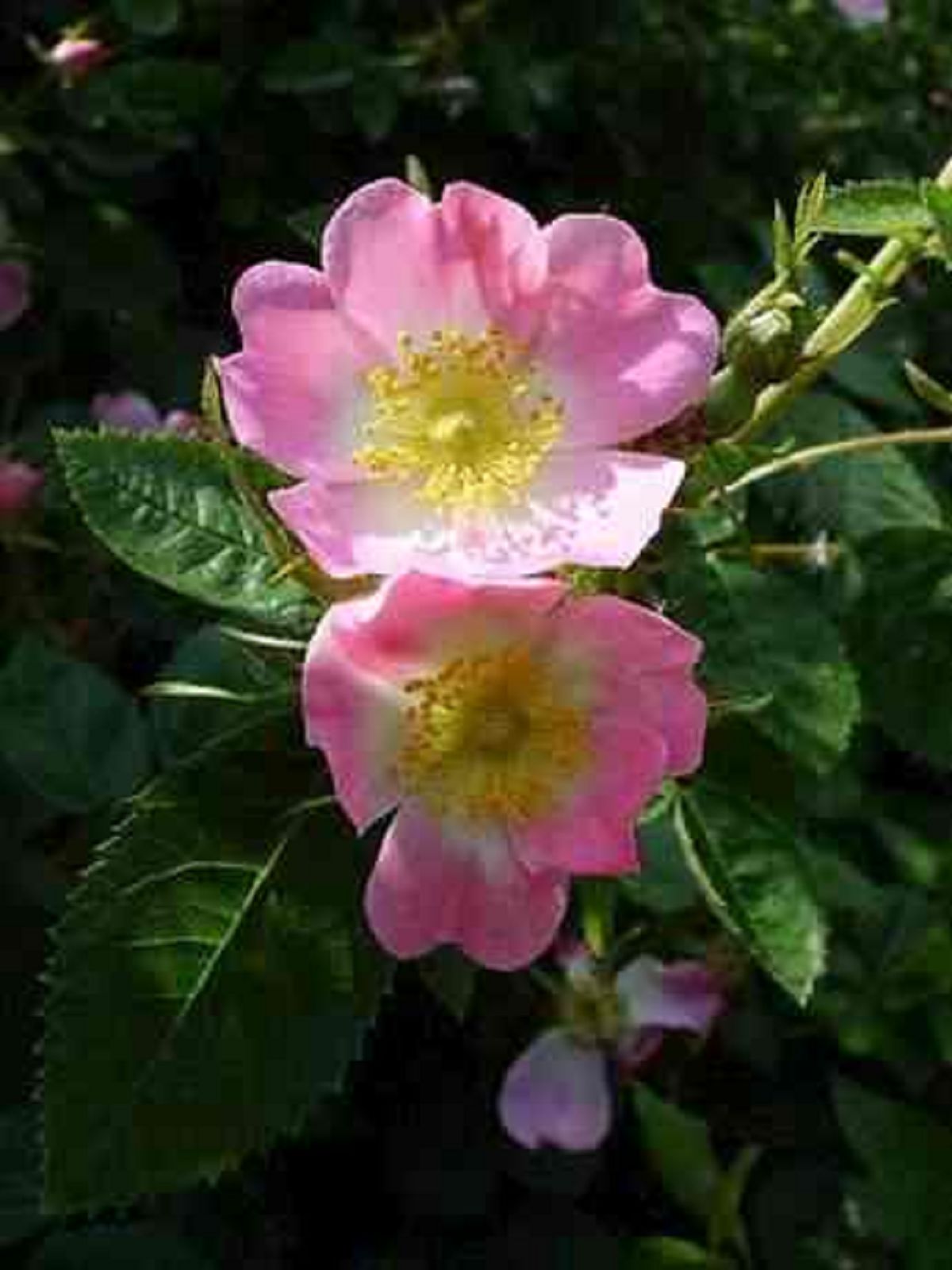 Strong Irish Dog Names Strong Irish Dog Names