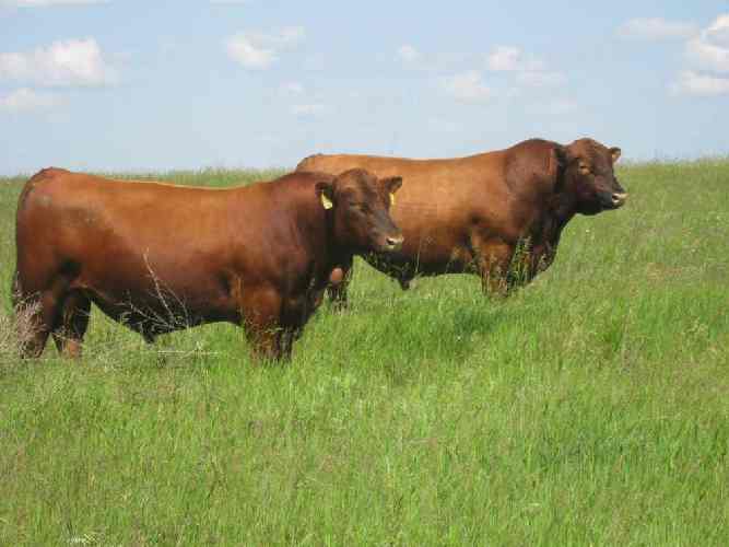 Durheim_Lynette_Herd Bulls