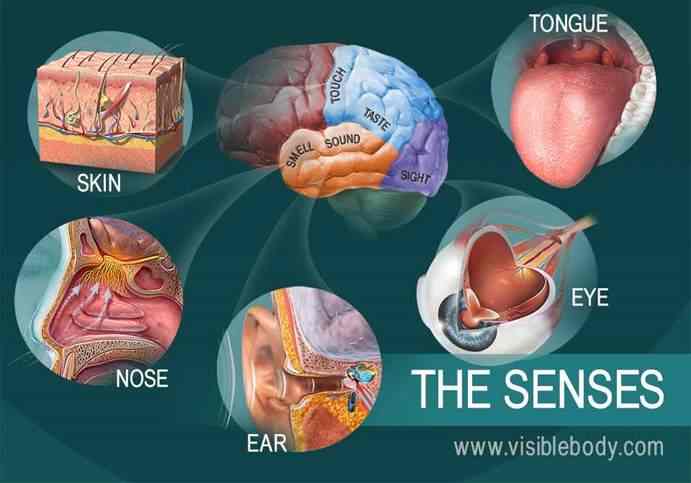 The-Senses (1)