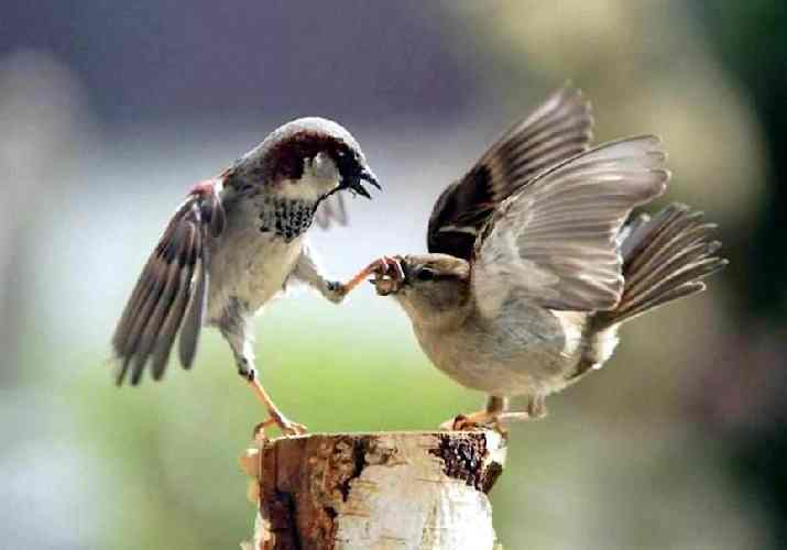 01-male-bird-shutting-up-female-bird