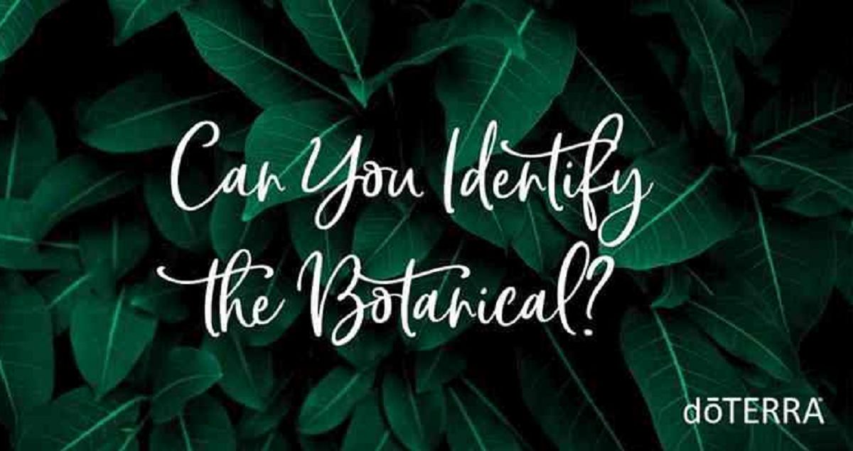 Can You Identify the Botanical? Take the Quiz QuizMaker