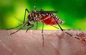 Photo: Aedes aegypti, CDC