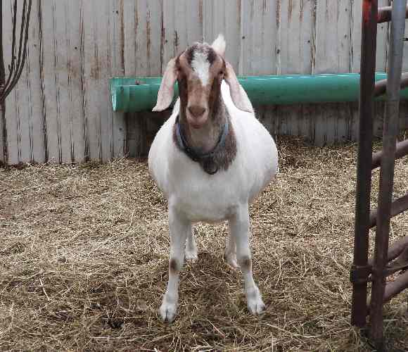 Female Goat crop