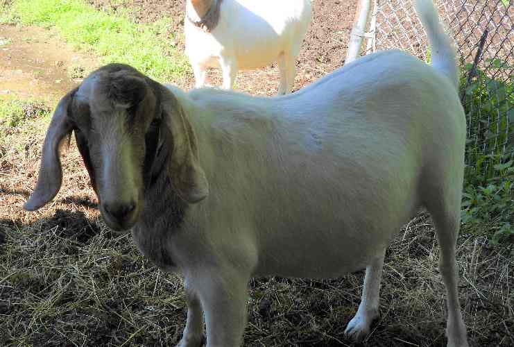 Male Goat crop