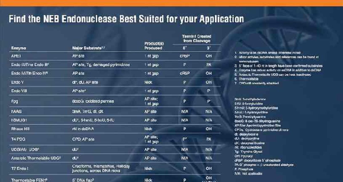 How well do you know Exo and Endonucleases?