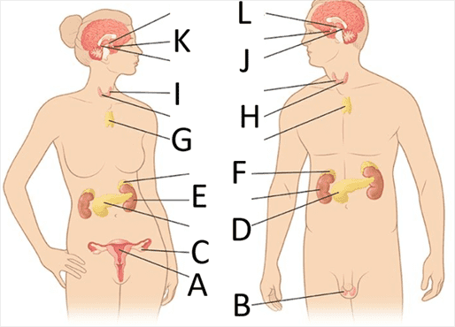 Endocrine System With Letters