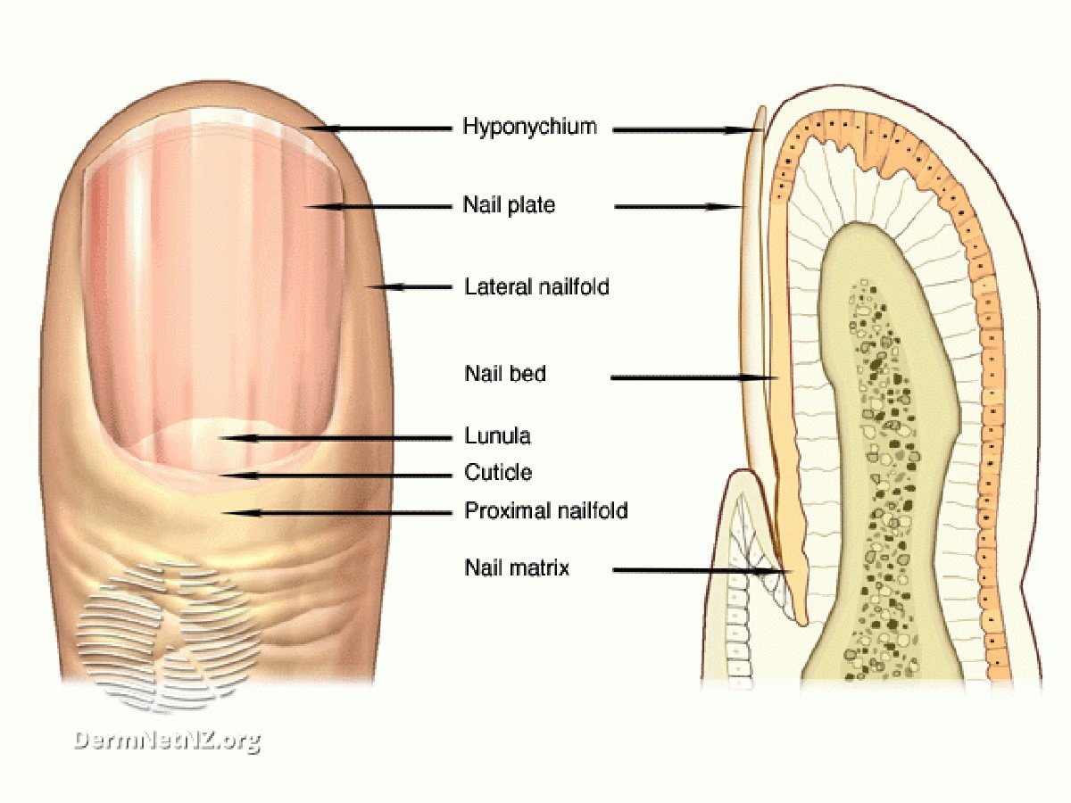 Строение ногтя