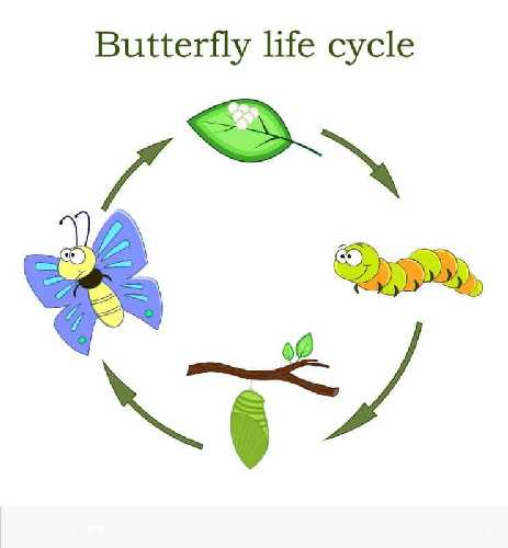 butterfly-life-cycle-in-a-cartoon-style-vector-21554149