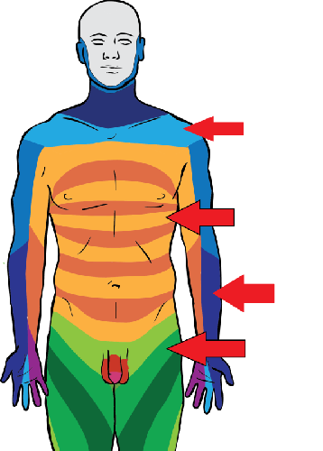 Dermatomy 1