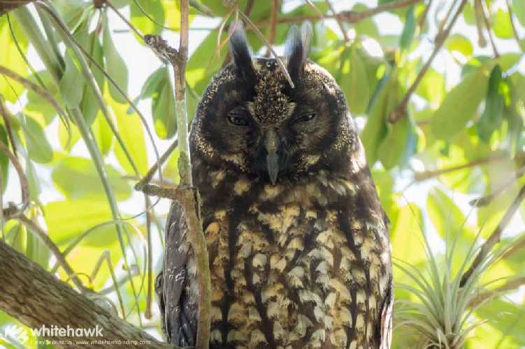 P3040424_L Stygian Owl