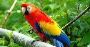 parrot_noun_002_26580