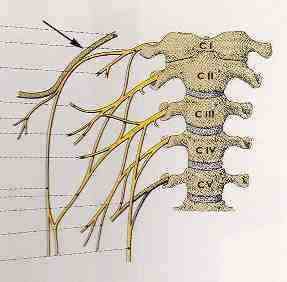 plexus cervicalis copy