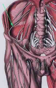 plexus lumbalis - Å¡ipka copy