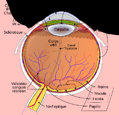Schematic_diagram_of_the_human_eye_fr.svg
