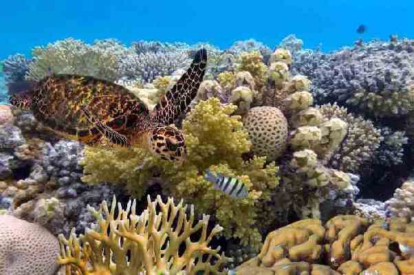 Great Barrier Reef