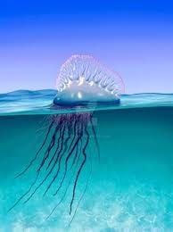 portuguese man o war