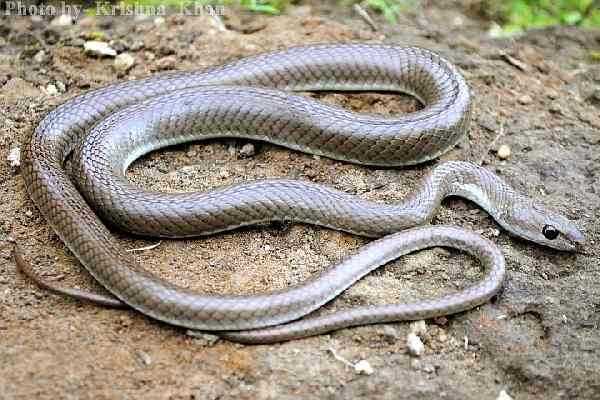 Stout_Sand_snake_Psammophis_longifrons_by_Krishna_Khan_Amravati