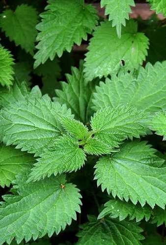 nettles