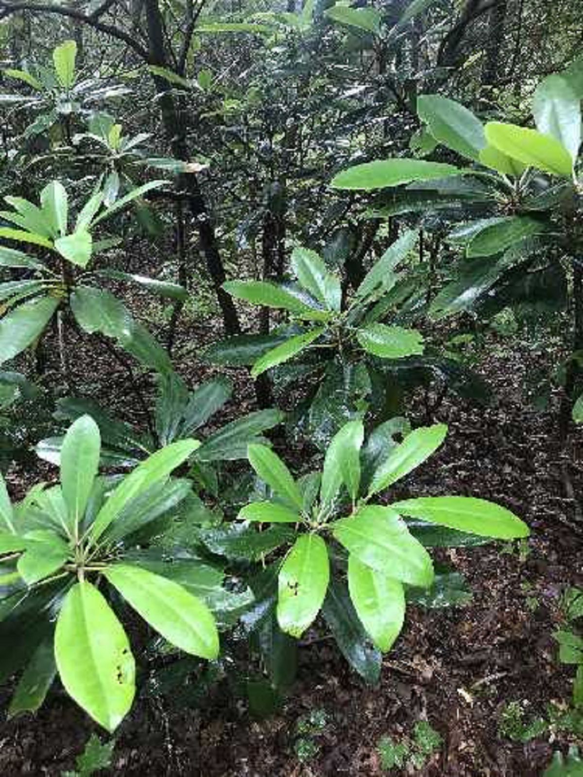 Tree and Plant Identification Quiz Take the Quiz QuizMaker