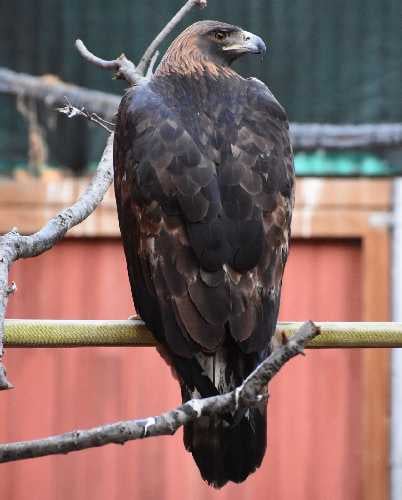 Eagle by Gayle Uyehara crop