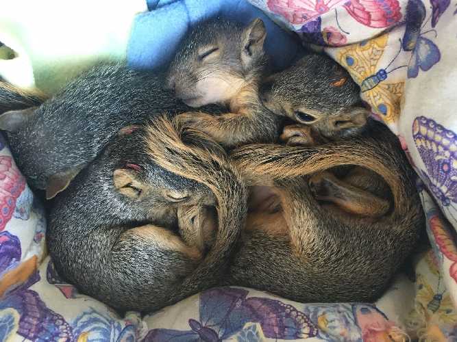 Baby Fox Squirrels by Harry Vamos