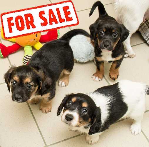 3puppies, for sale
