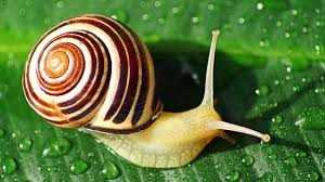 1. snail