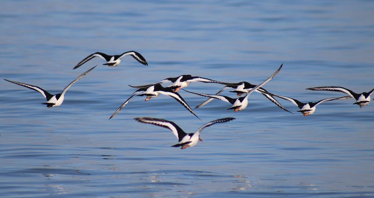 What bird are you? Take the Quiz QuizMaker