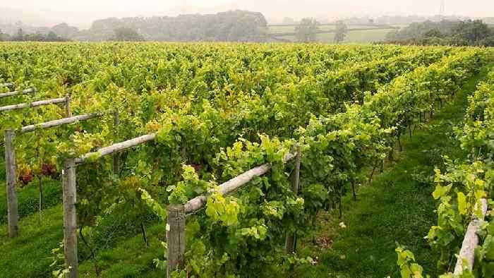 southcote-vineyard-1