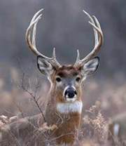 Red deer