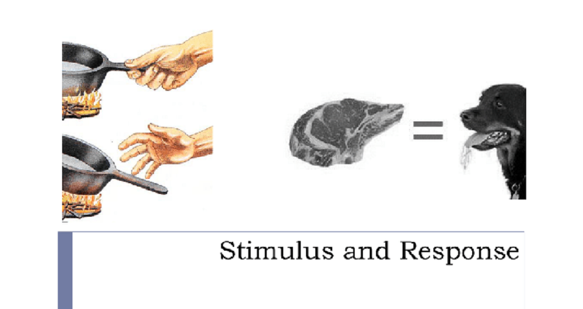 1. What is the definition of stimulus? Take the Quiz QuizMaker