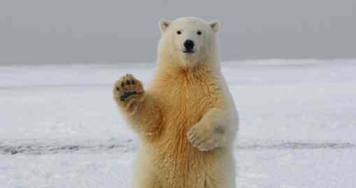 Polar Bear Quiz | Take the Quiz | QuizMaker