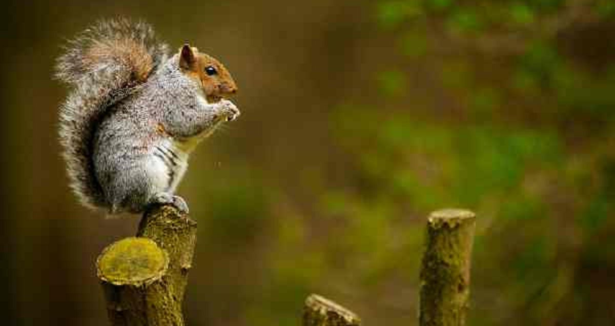 Quiz How obsessed with squirrels are you? Take the Quiz QuizMaker