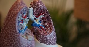 Human Lungs cross section