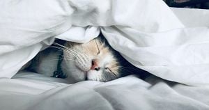 Cat sleeping deeply between bed sheets
